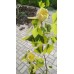 Лириодендрон тюльпановый«Aureomarginata», или тюльпанное дерево